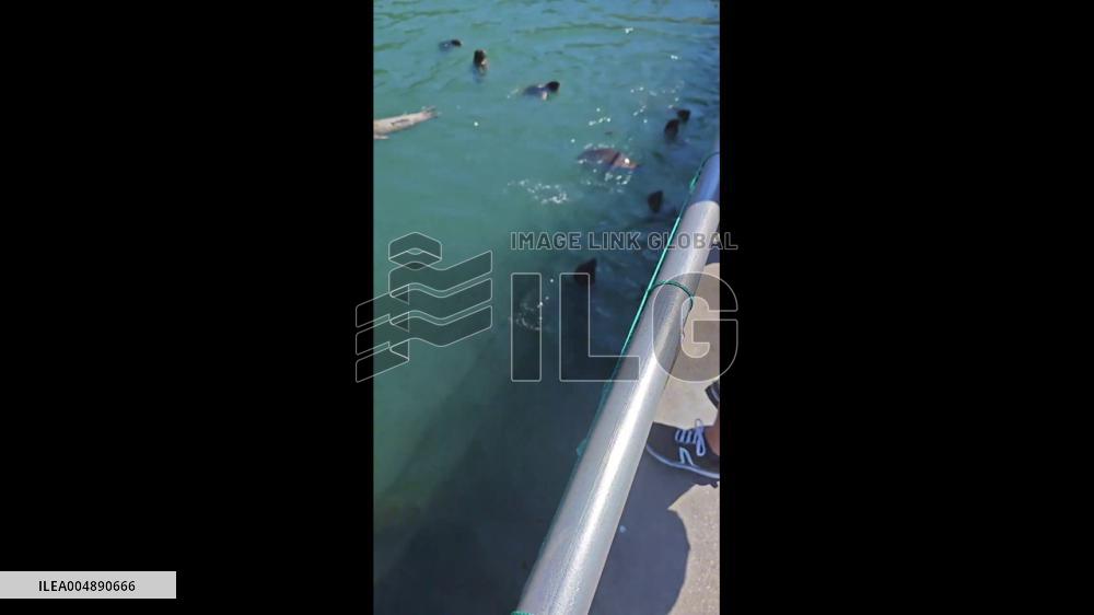 China: Seals Surround Fishing Boat, One Pats Belly for Food in Weihai, Shandong