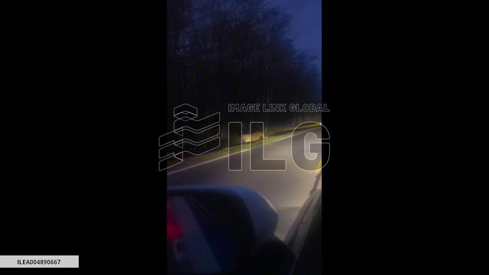 China: Driver Encounters Wild Siberian Tiger on Mountain Road in Jilin