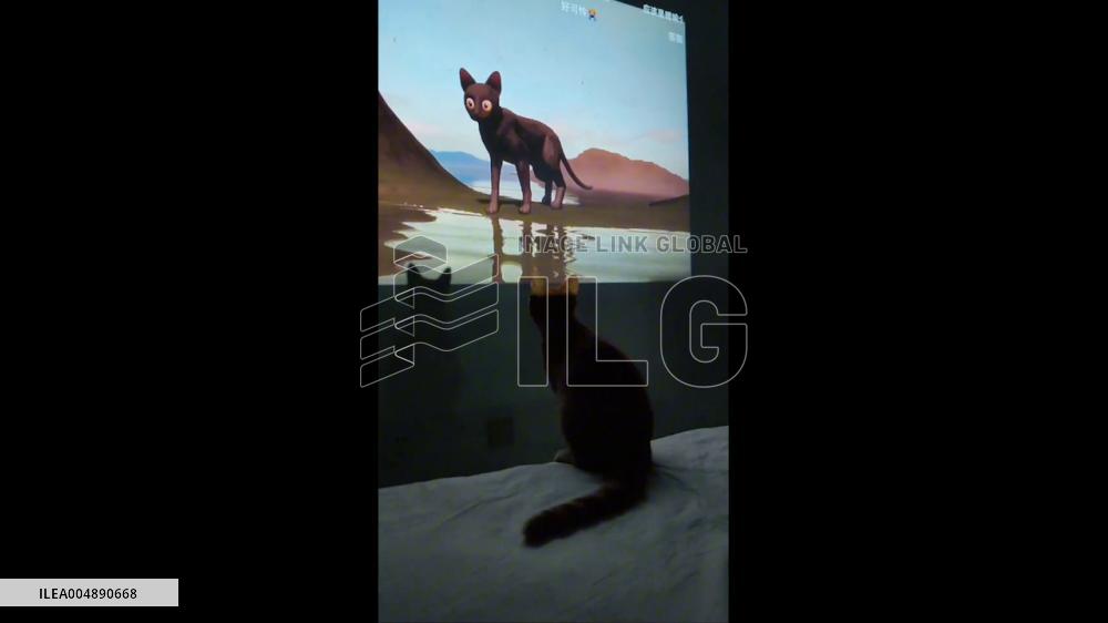 China: Cat Reacts to Cartoon Cat Stranded on Screen in Shaanxi