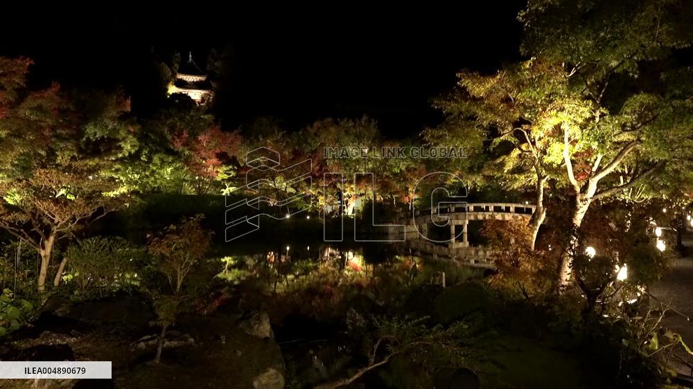 [Breaking News]Kyoto temple special light-up for autumn foliage