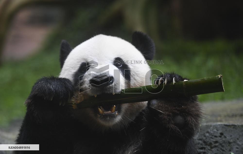 Panda Arrives In West Java - Indonesia