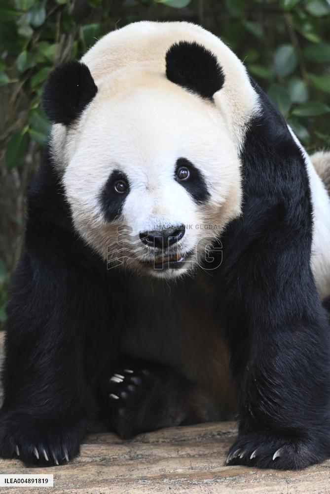 Panda Arrives In West Java - Indonesia