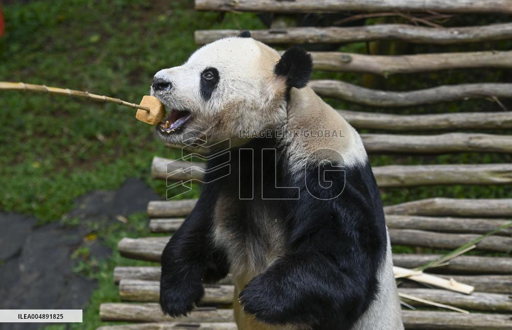 Panda Arrives In West Java - Indonesia