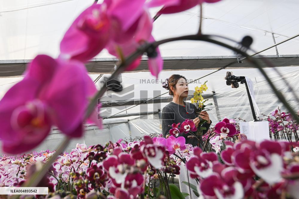 China's Online Sales Industry