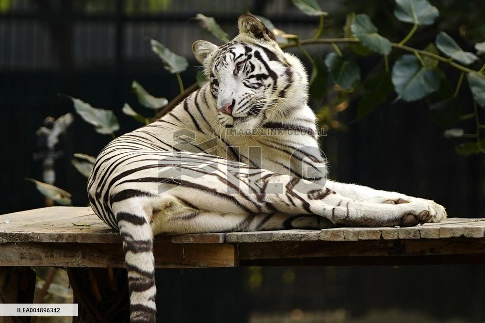 White Tiger at the National Zoological Park - New Delhi