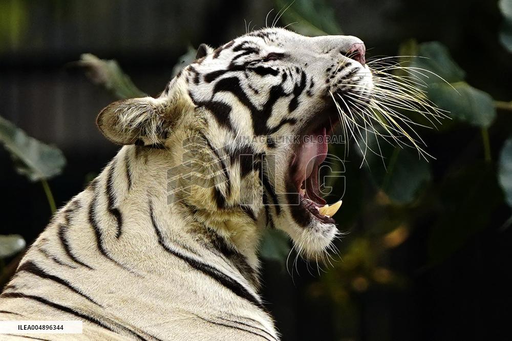 White Tiger at the National Zoological Park - New Delhi