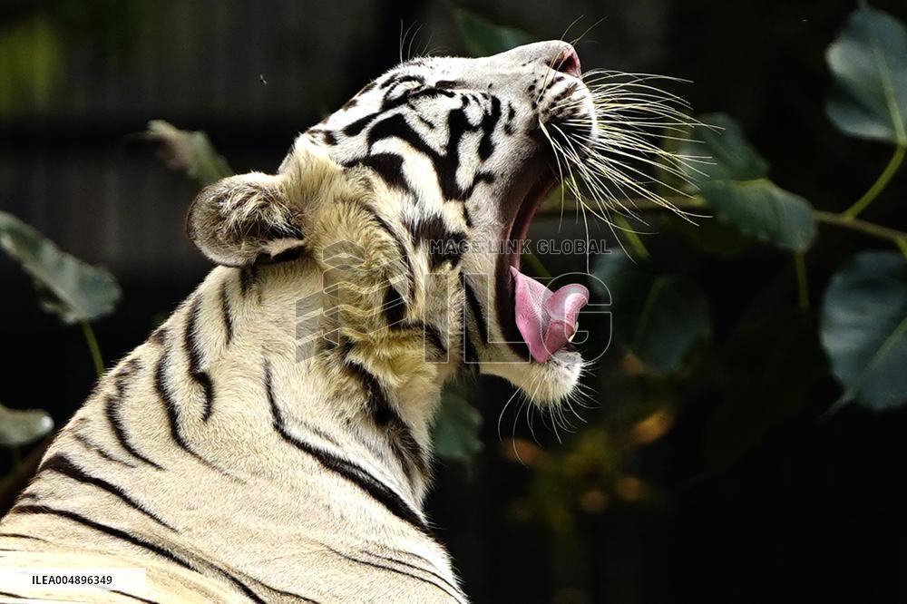 White Tiger at the National Zoological Park - New Delhi