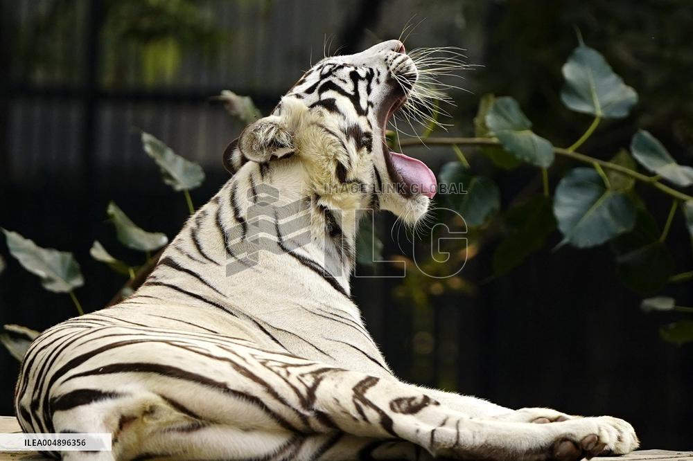 White Tiger at the National Zoological Park - New Delhi