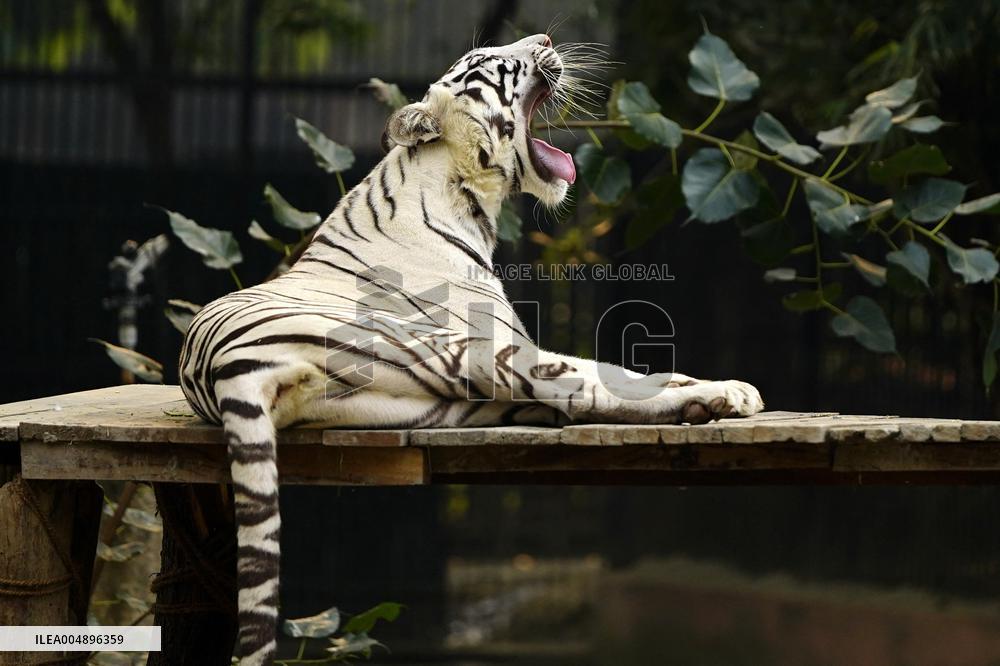 White Tiger at the National Zoological Park - New Delhi