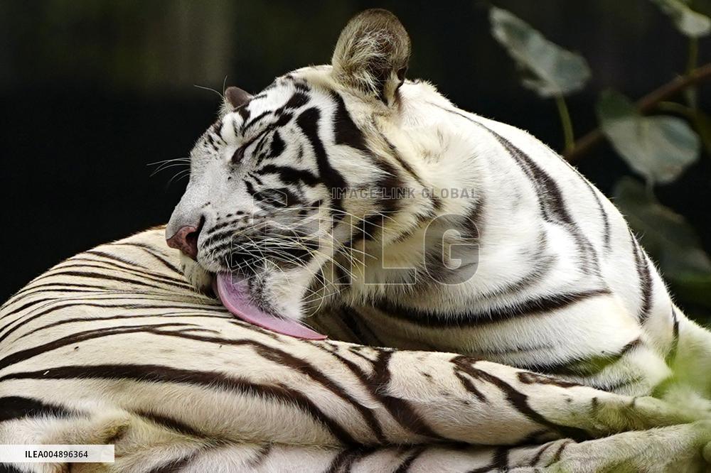 White Tiger at the National Zoological Park - New Delhi