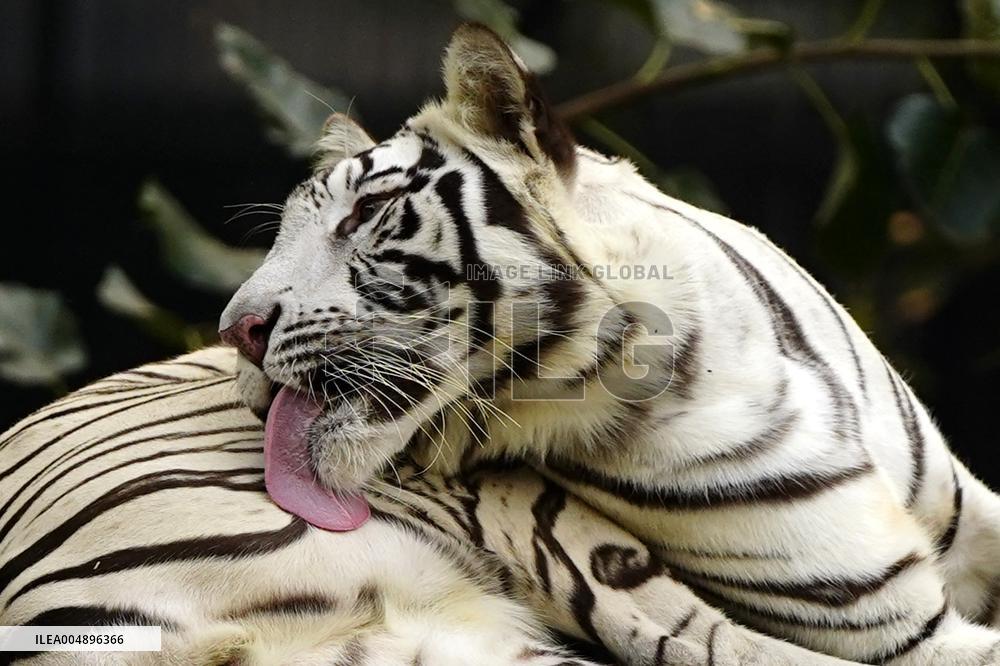 White Tiger at the National Zoological Park - New Delhi