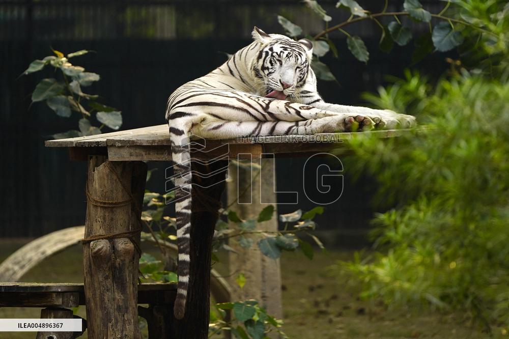 White Tiger at the National Zoological Park - New Delhi