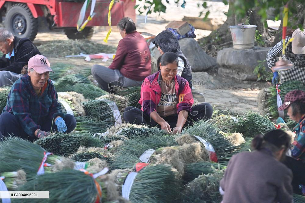 Chive Industry - China