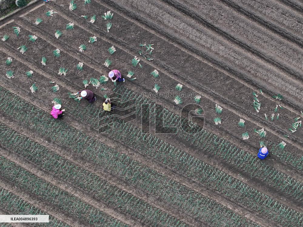 Chive Industry - China