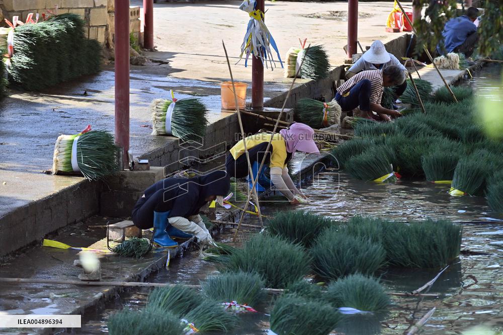 Chive Industry - China