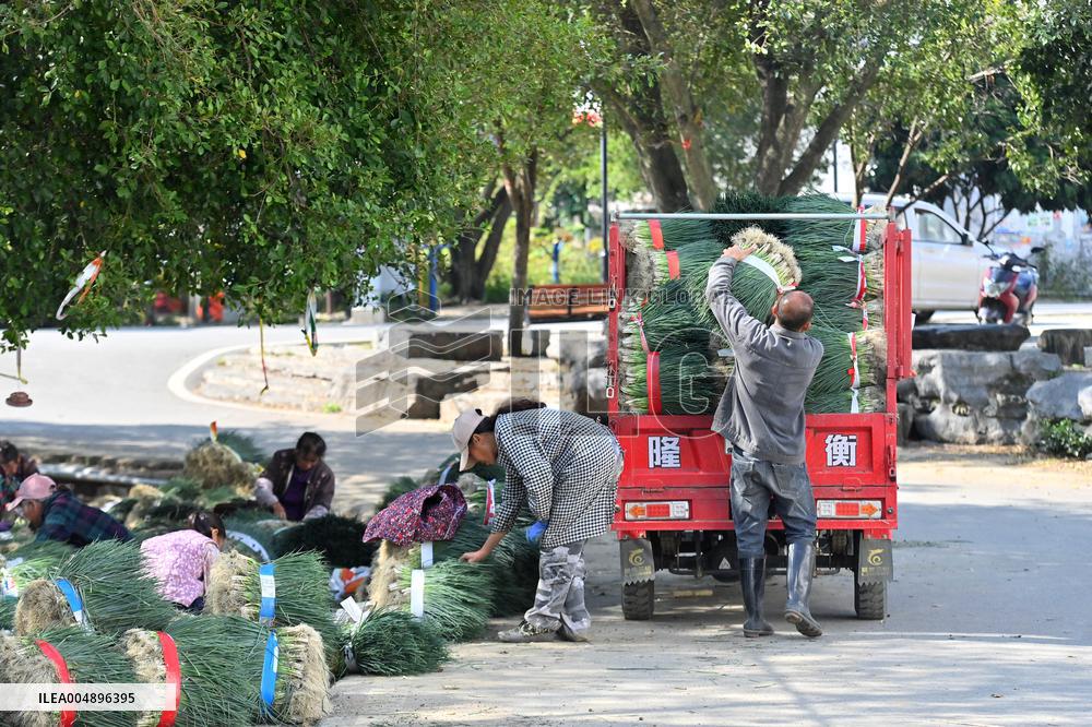 Chive Industry - China