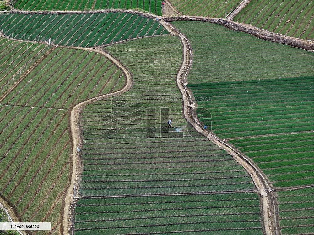 Chive Industry - China