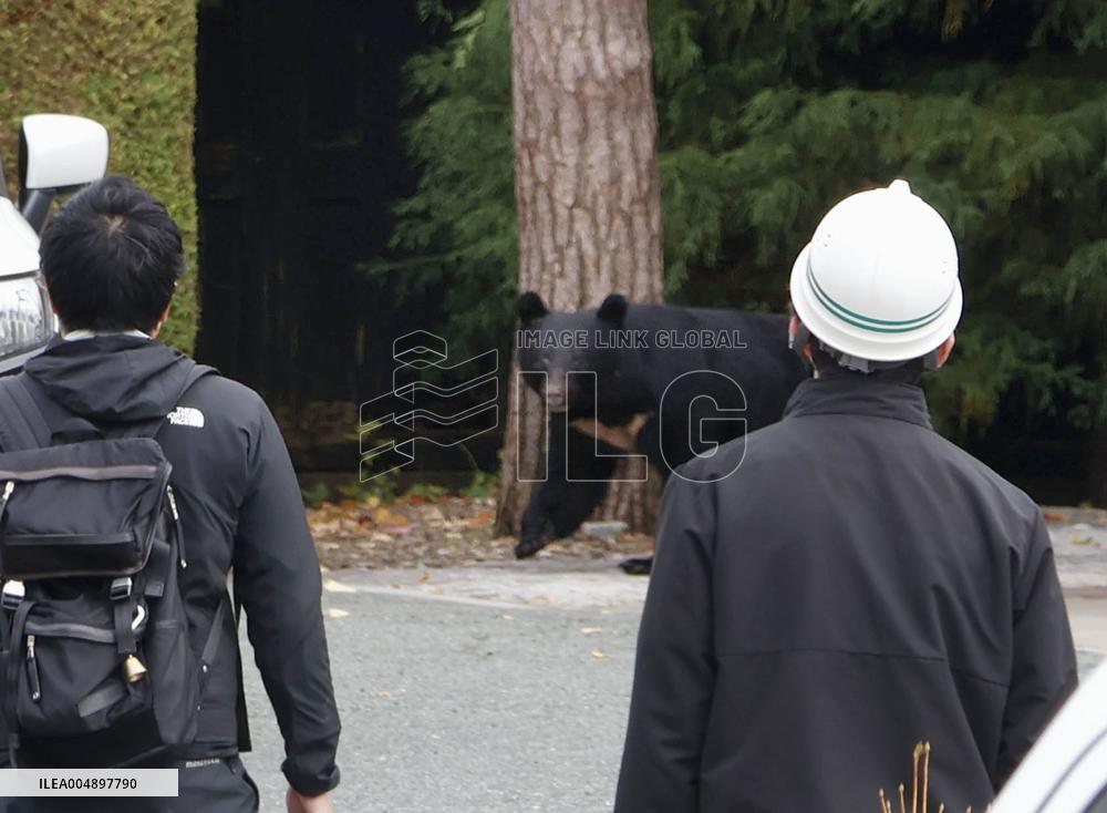 Rising bear sightings in Japan