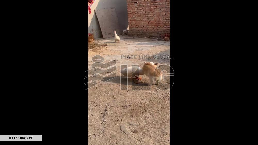 China: Corgi Battles Goose in Shandong
