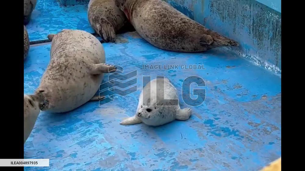 China: Protective Mother Seal Guards Her Baby in Guangdong