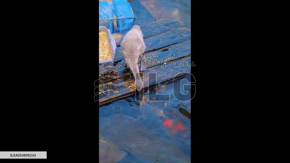 China: Goose Appears to Feed Fish at Guangdong Hotel Lake