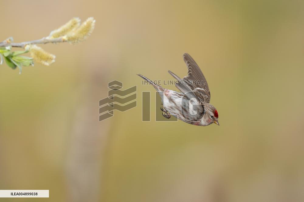 COMMON REDPOLL