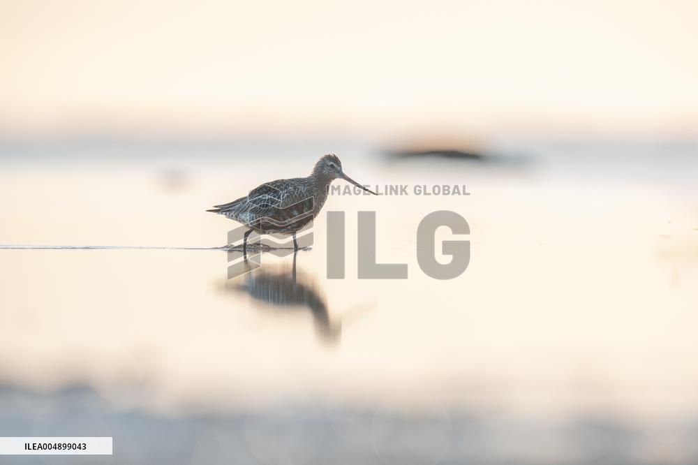 BARD-TAILED GODWIT