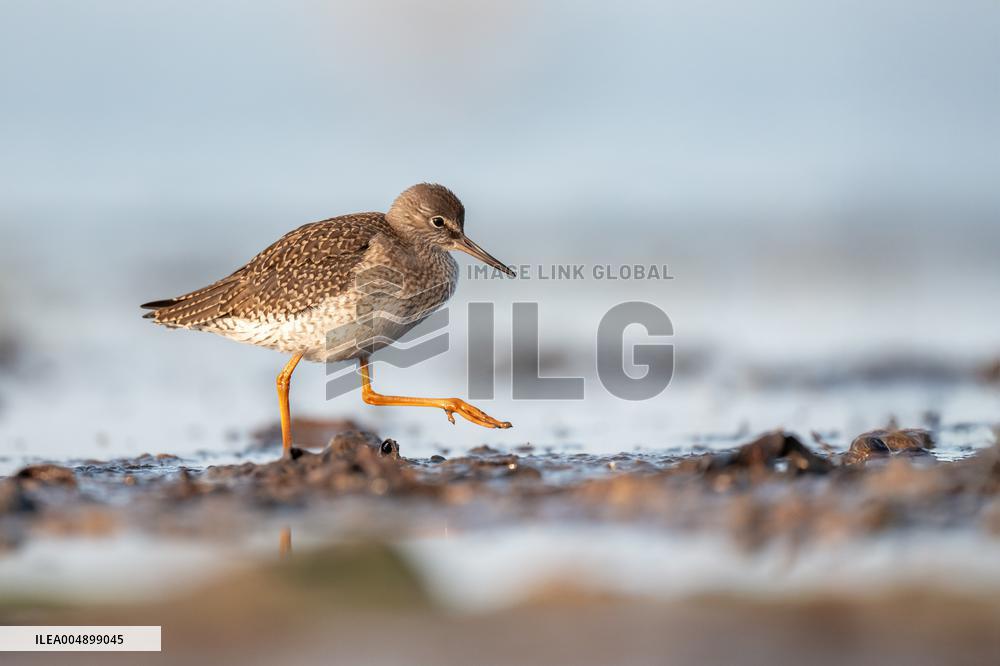 COMMON REDSHANK