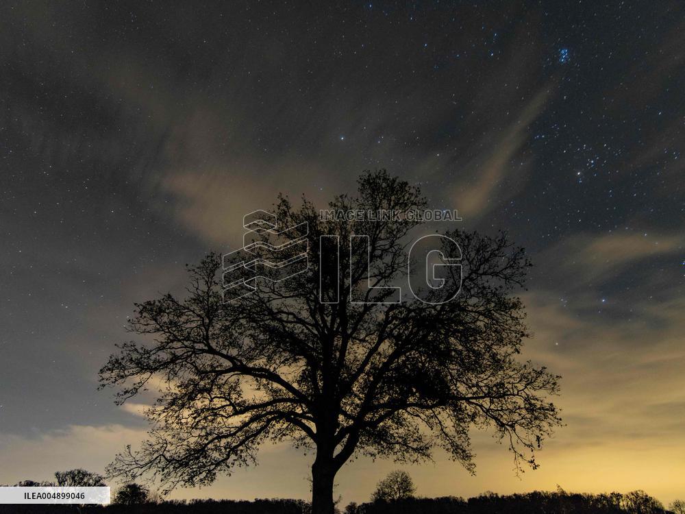 Night View of Oak Tree in Franqueville - France