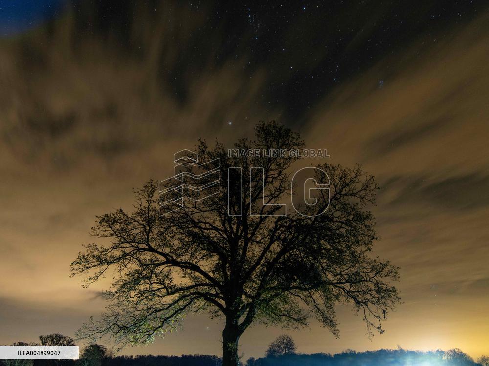 Night View of Oak Tree in Franqueville - France