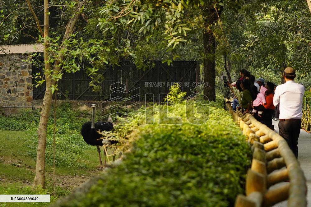 Emu at National Zoological Park - New Delhi