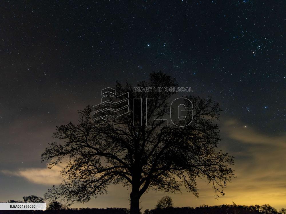 Night View of Oak Tree in Franqueville - France