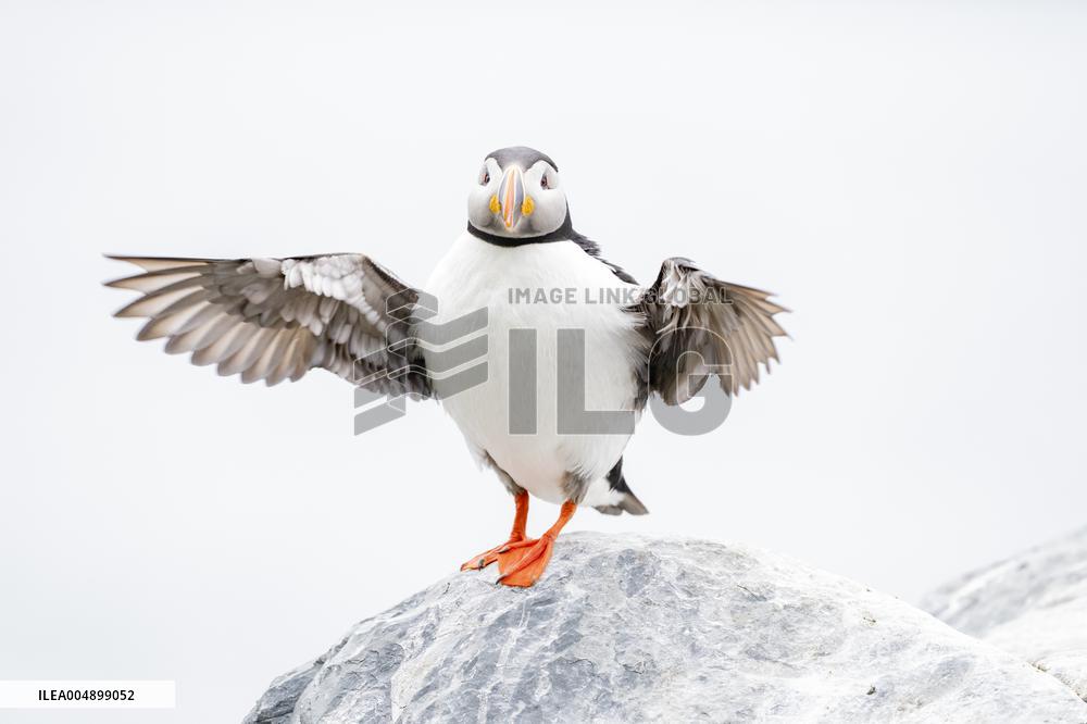 ATLANTIC PUFFIN