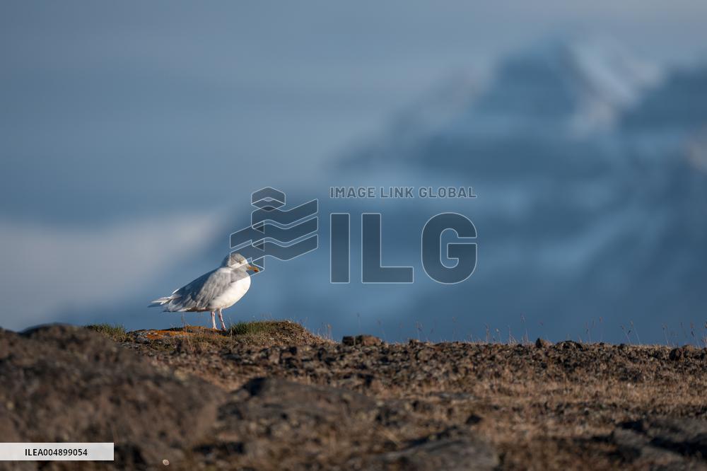 GLAUCOUS GULL