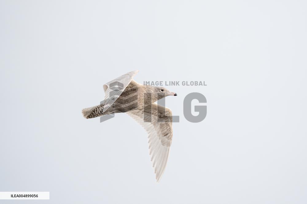 GLAUCOUS GULL