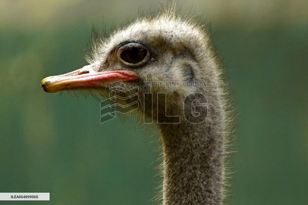Emu at National Zoological Park - New Delhi