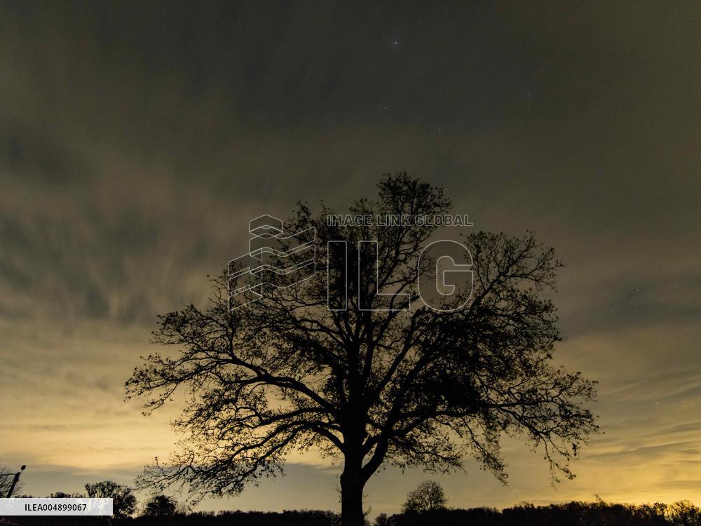 Night View of Oak Tree in Franqueville - France