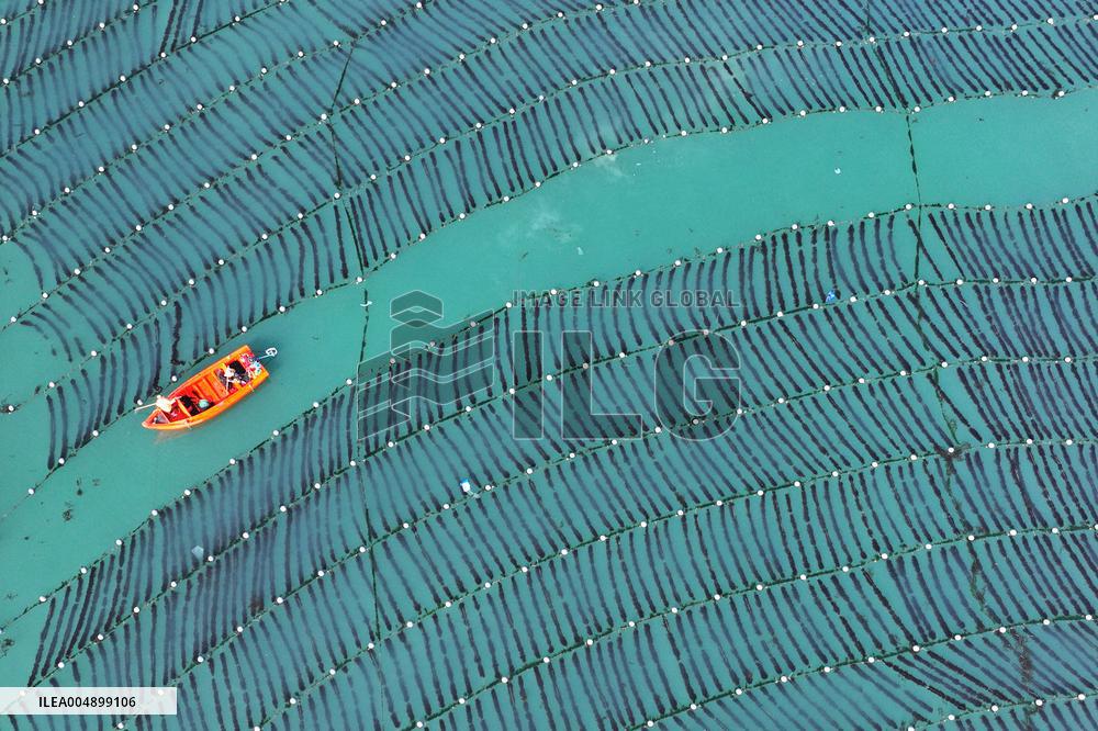 Marine Farms - China