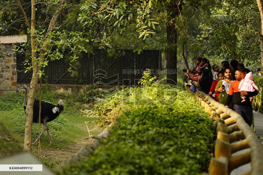 Emu at National Zoological Park - New Delhi