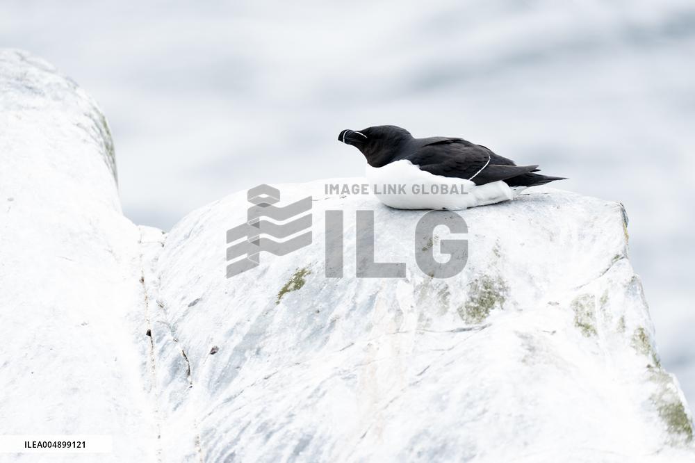 RAZORBILL