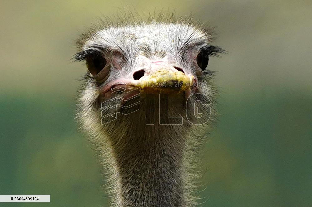 Emu at National Zoological Park - New Delhi
