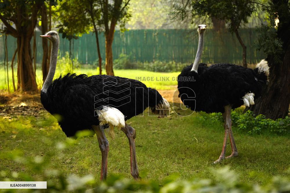 Emu at National Zoological Park - New Delhi