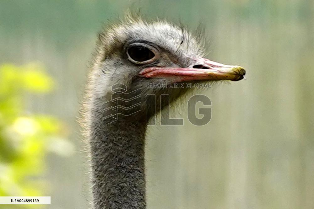 Emu at National Zoological Park - New Delhi
