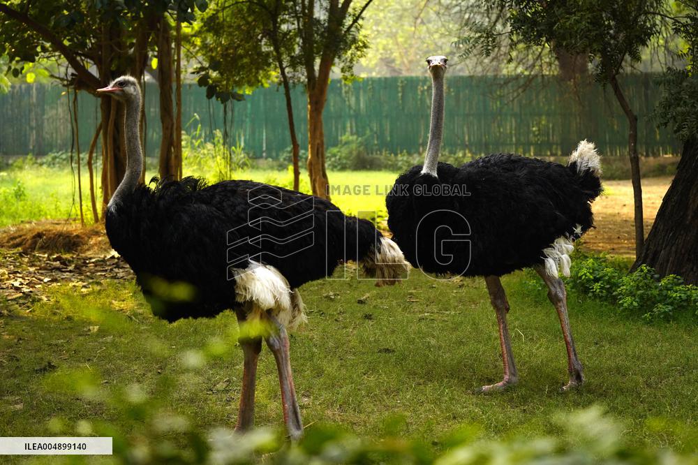 Emu at National Zoological Park - New Delhi