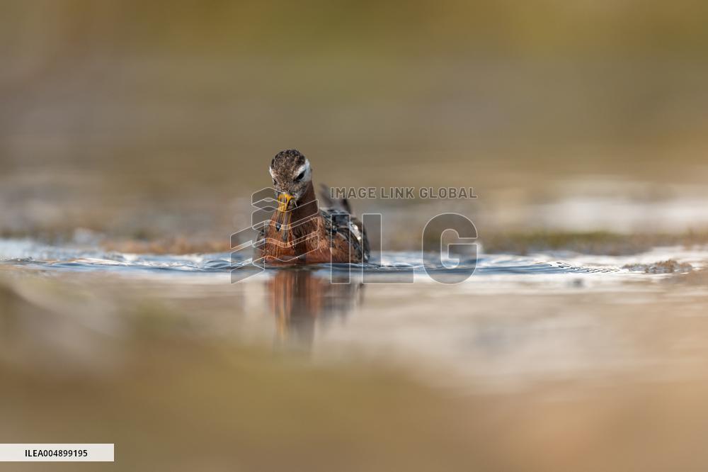 BROADBILLED SANDPIPER