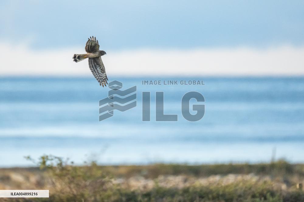 HEN HARRIER