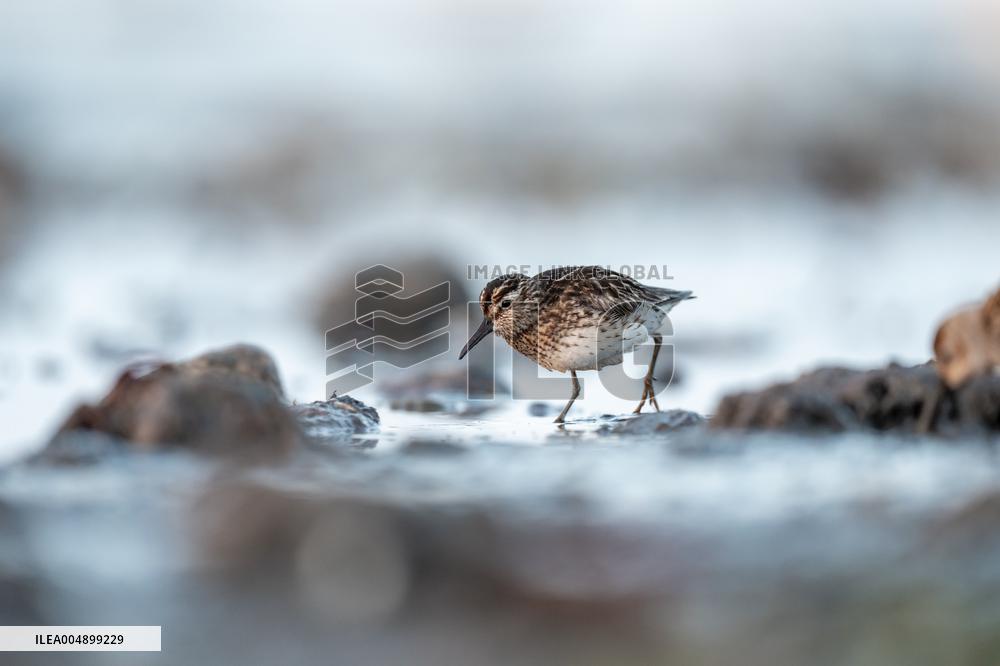 BROAD-BILLED SANDPIPER