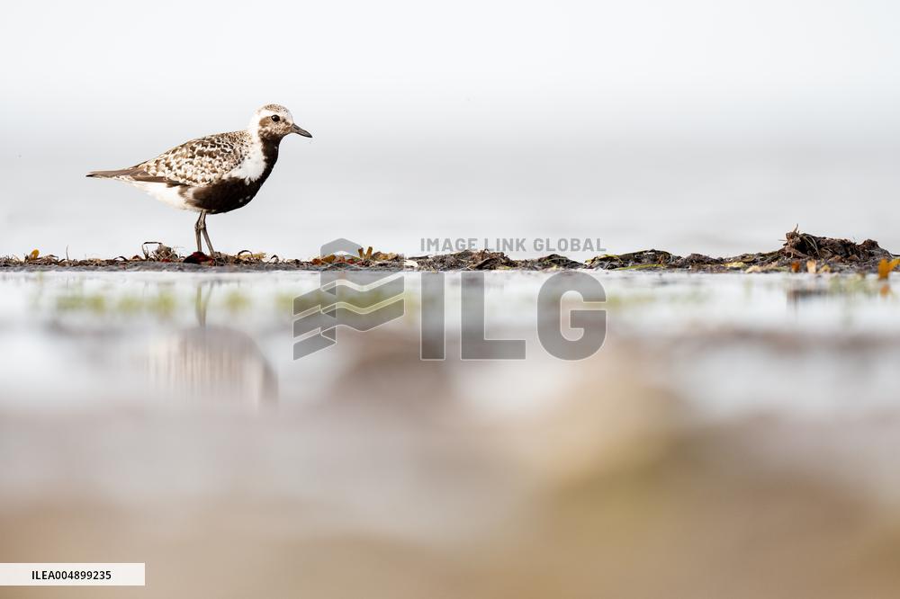 GREY PLOVER
