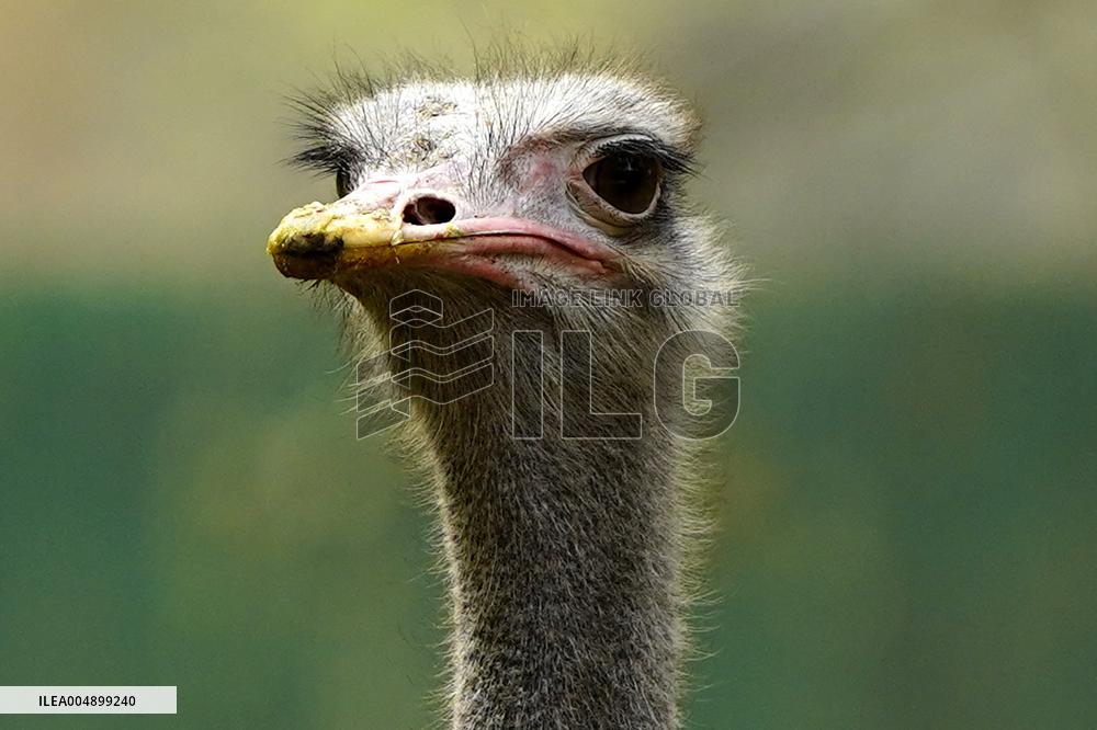 Ostrich at National Zoological Park - New Delhi