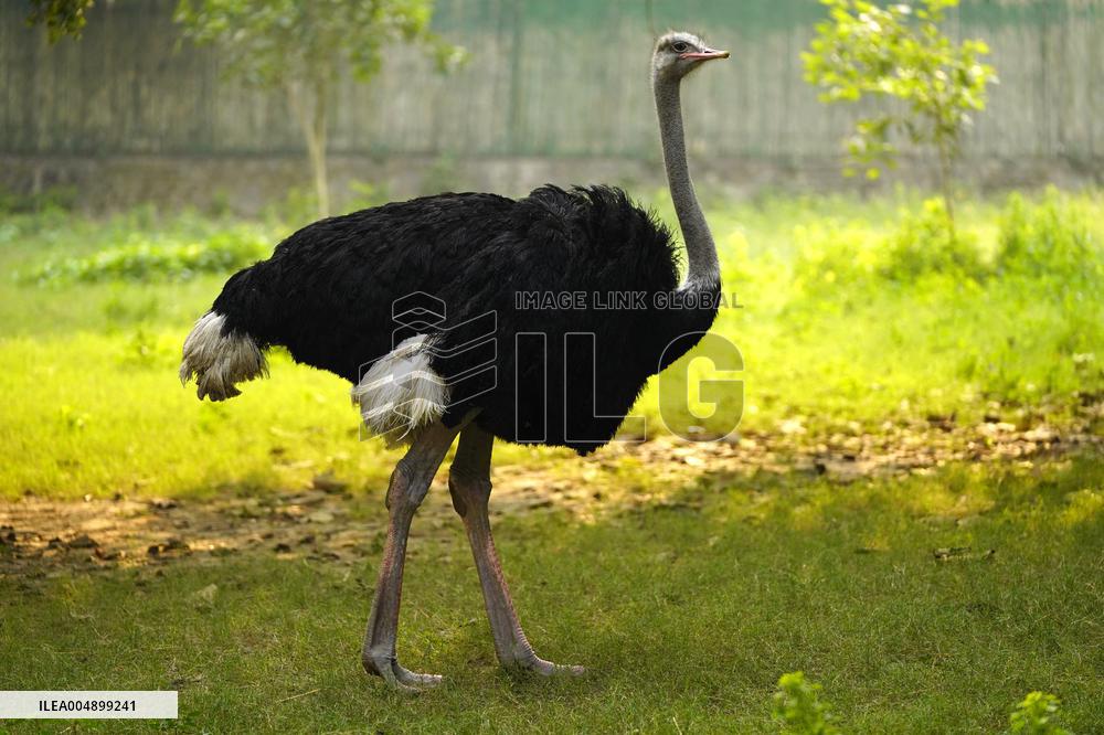 Ostrich at National Zoological Park - New Delhi